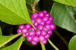 American beautyberry